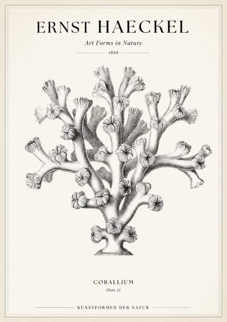 Ernst Haeckel Corallium Rubrum II No2 - Póster