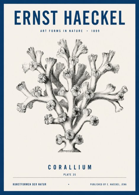 Ernst Haeckel Corallium Rubrum II No4 - Póster