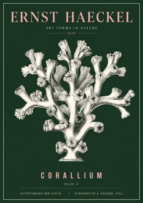 Ernst Haeckel Corallium Rubrum II No5 - Póster
