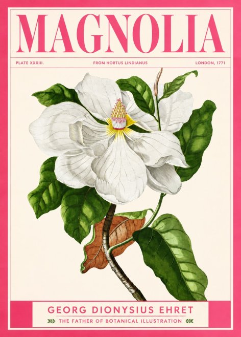 Georg Dionysius Ehret Magnolia Maxima - Flowering Branch No2 - Póster