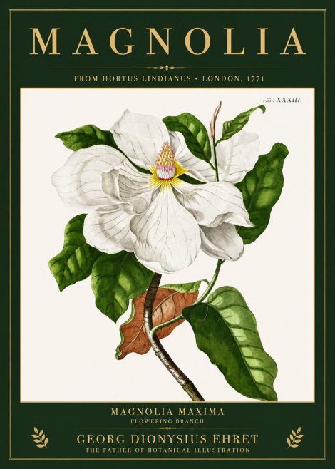 Georg Dionysius Ehret Magnolia Maxima - Flowering Branch No3 - Póster