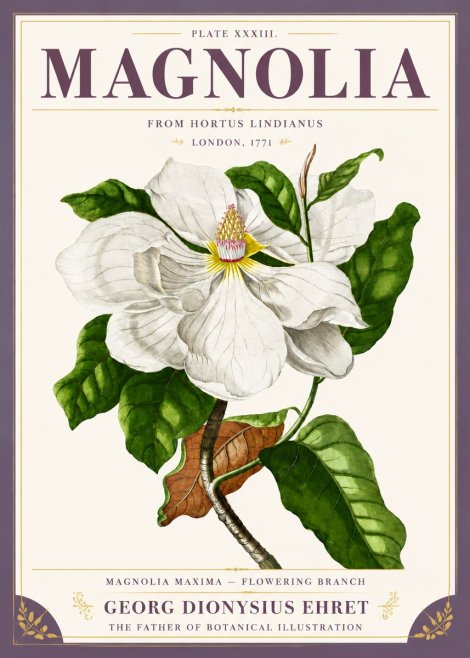 Georg Dionysius Ehret Magnolia Maxima - Flowering Branch No5 - Póster