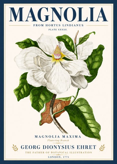 Georg Dionysius Ehret Magnolia Maxima - Flowering Branch No6 - Póster