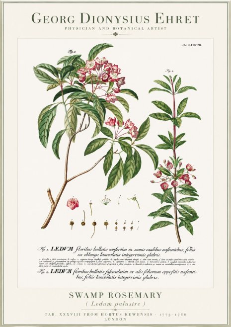Georg Dionysius Ehret Swamp Rosemary (Ledum Palustre) No1 - Póster