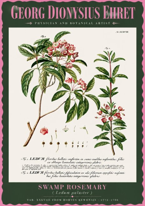 Georg Dionysius Ehret Swamp Rosemary (Ledum Palustre) No2 - Póster
