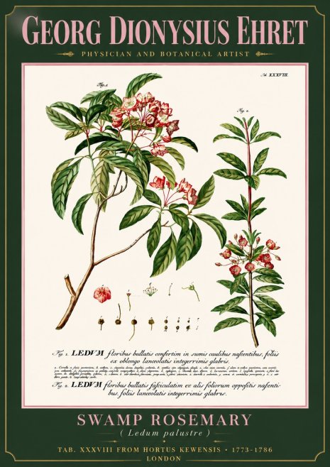 Georg Dionysius Ehret Swamp Rosemary (Ledum Palustre) No6 - Póster