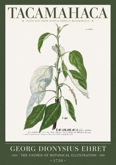 Georg Dionysius Ehret Tacamahaca (Saddlewood) No2 - Póster