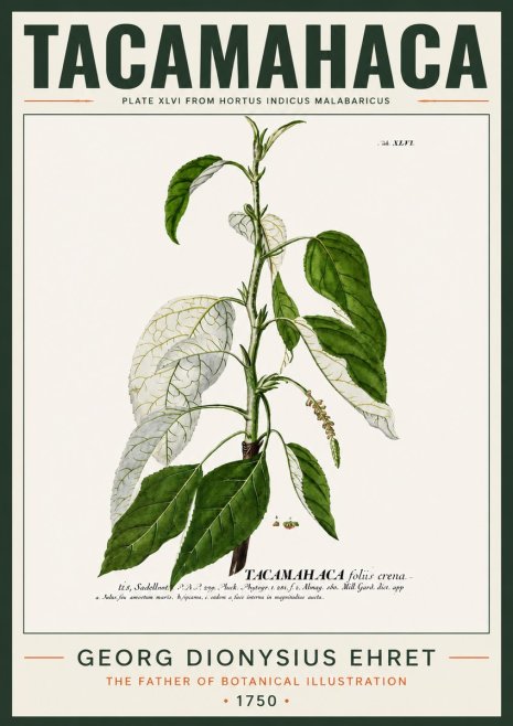 Georg Dionysius Ehret Tacamahaca (Saddlewood) No4 - Póster