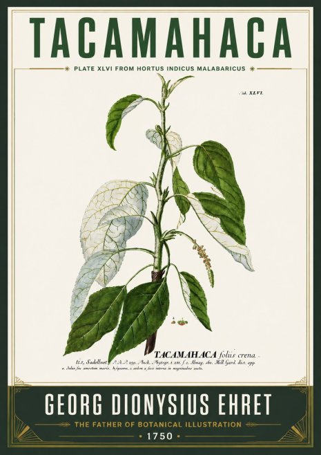 Georg Dionysius Ehret Tacamahaca (Saddlewood) No6 - Póster