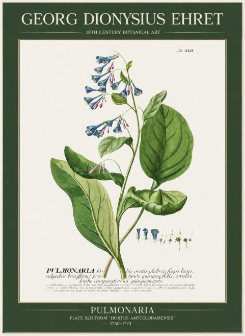 Georg Dionysius Ehret Pulmonaria No1 - Póster