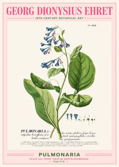 Georg Dionysius Ehret Pulmonaria No2 - Póster