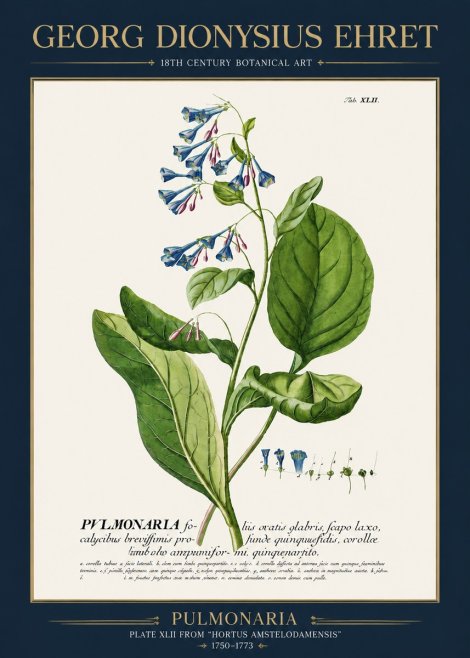 Georg Dionysius Ehret Pulmonaria No3 - Póster
