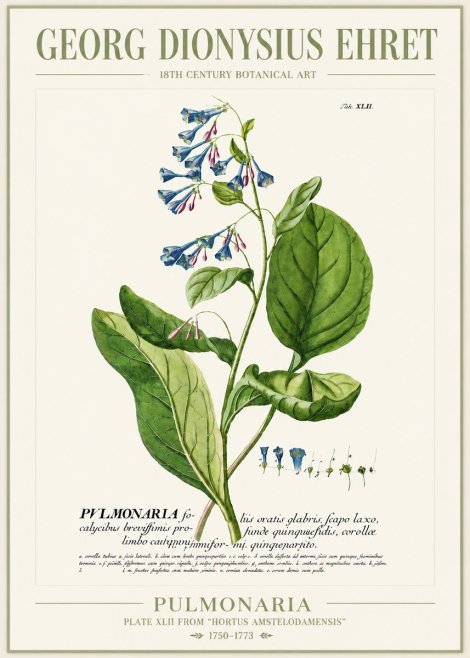 Georg Dionysius Ehret Pulmonaria No4 - Póster