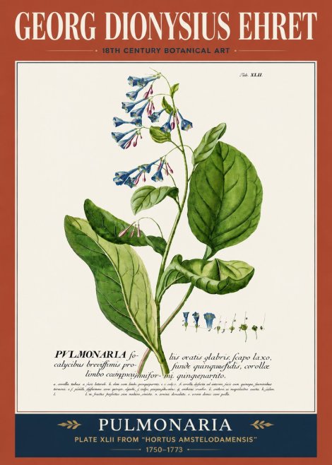 Georg Dionysius Ehret Pulmonaria No5 - Póster