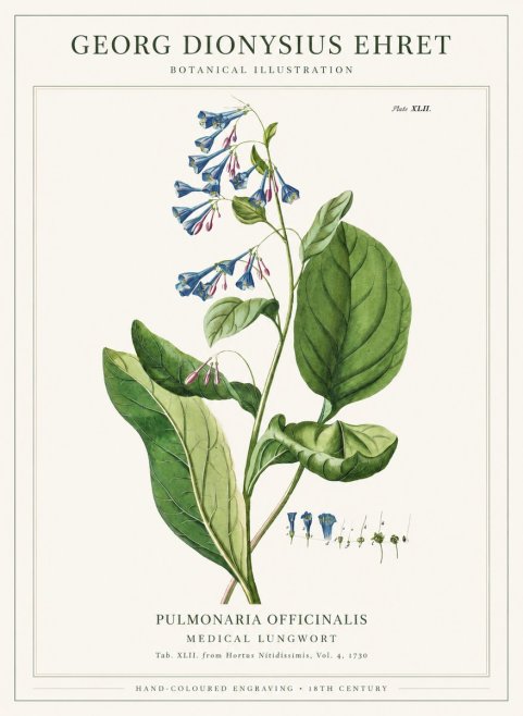 Georg Dionysius Ehret Pulmonaria No6 - Póster