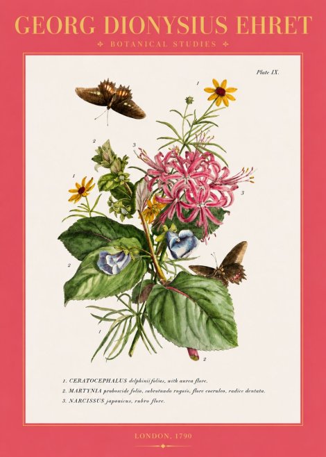 Georg Dionysius Ehret Botanical Studies - Plate Ix No2 - Póster