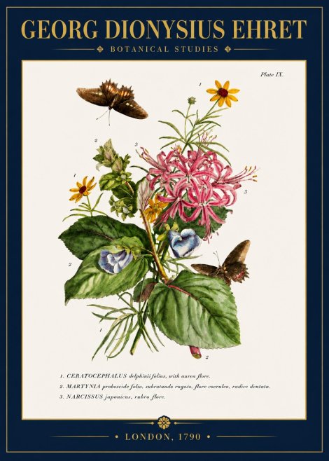 Georg Dionysius Ehret Botanical Studies - Plate Ix No4 - Póster