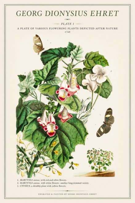 Georg Dionysius Ehret A Plate of Various Flowering Plants Depicted After Nature 1748 No1 - Póster