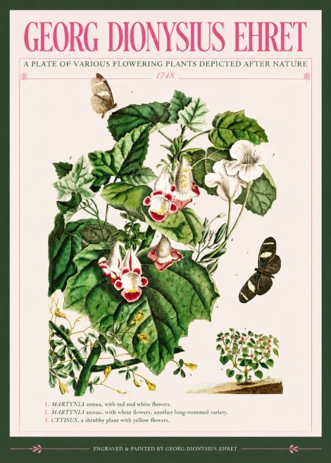 Georg Dionysius Ehret A Plate of Various Flowering Plants Depicted After Nature 1748 No3 - Póster