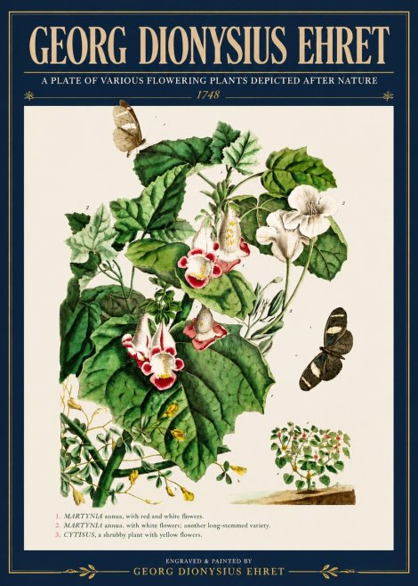 Georg Dionysius Ehret A Plate of Various Flowering Plants Depicted After Nature 1748 No4 - Póster