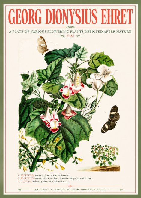 Georg Dionysius Ehret A Plate of Various Flowering Plants Depicted After Nature 1748 No5 - Póster