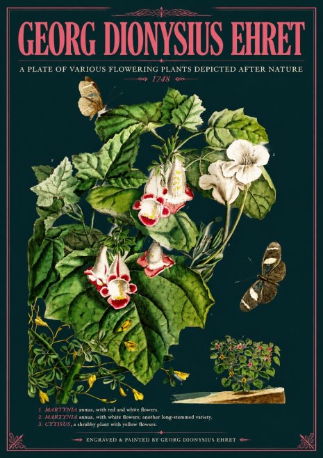 Georg Dionysius Ehret A Plate of Various Flowering Plants Depicted After Nature 1748 No6 - Póster