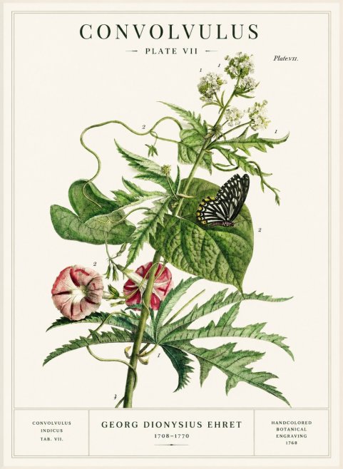 Georg Dionysius Ehret Convolvulus - Plate Vii No1 - Póster