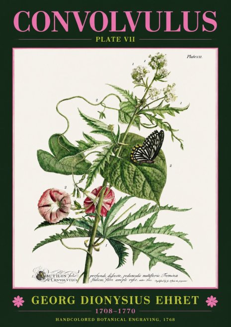 Georg Dionysius Ehret Convolvulus - Plate Vii No2 - Póster