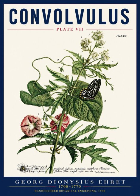 Georg Dionysius Ehret Convolvulus - Plate Vii No5 - Póster