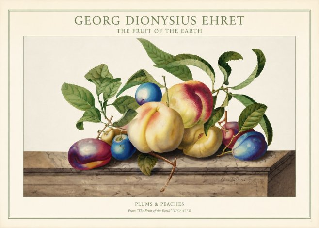 Georg Dionysius Ehret Plums & Peaches No1 - Póster
