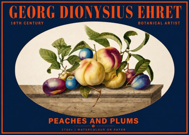Georg Dionysius Ehret Plums & Peaches No6 - Póster