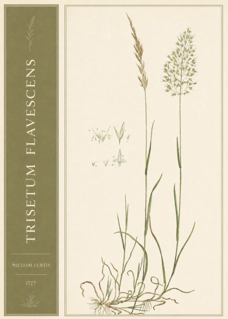 William Curtis Trisetum Flavescens I No2 - Póster