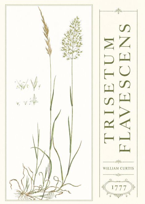 William Curtis Trisetum Flavescens I No3 - Póster