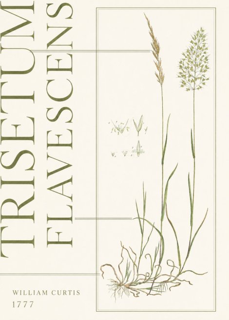William Curtis Trisetum Flavescens I No5 - Póster