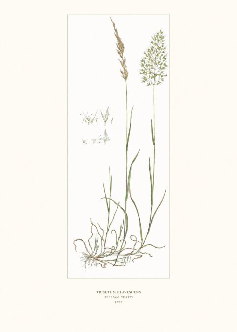 William Curtis Trisetum Flavescens I No6 - Póster