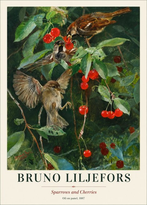 Bruno Liljefors Sparrows and Cherries No1 - Póster