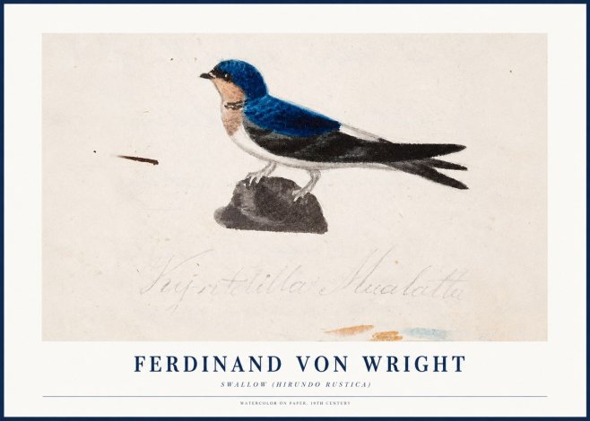 Ferdinand von Wright Swallow (Hirundo Rustica) No1 - Póster