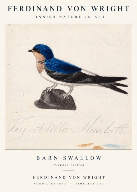 Ferdinand von Wright Swallow (Hirundo Rustica) No2 - Póster