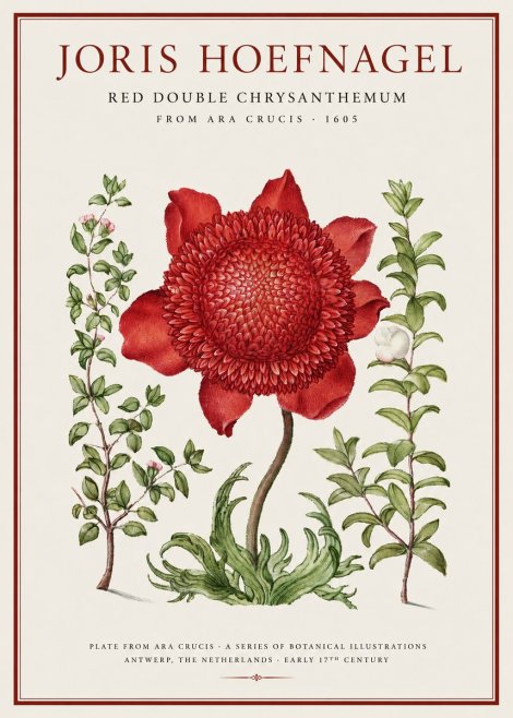 Joris Hoefnagel Red Double Chrysanthemum No1 - Póster