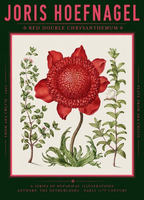 Joris Hoefnagel Red Double Chrysanthemum No2 - Póster