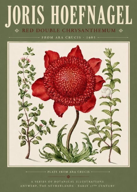 Joris Hoefnagel Red Double Chrysanthemum No4 - Póster