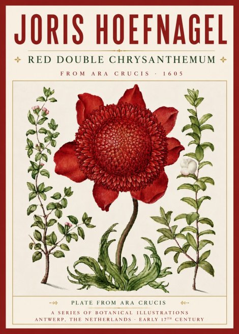 Joris Hoefnagel Red Double Chrysanthemum No5 - Póster