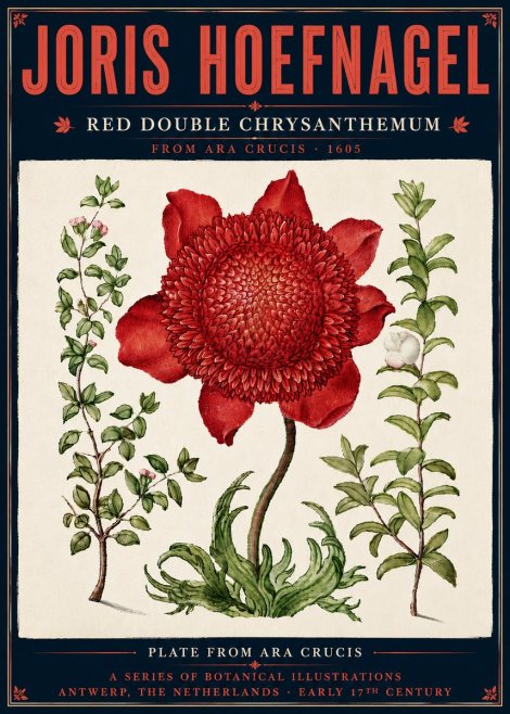 Joris Hoefnagel Red Double Chrysanthemum No6 - Póster