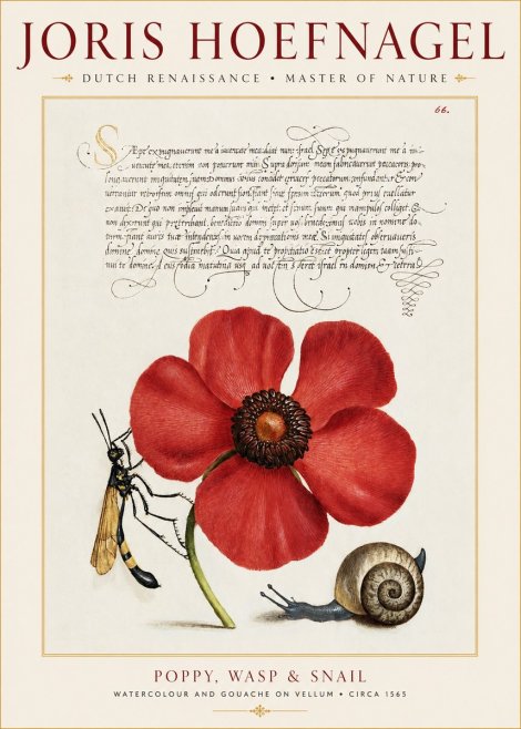 Joris Hoefnagel Poppy, Wasp & Snail No1 - Póster