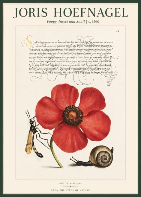Joris Hoefnagel Poppy, Wasp & Snail No2 - Póster