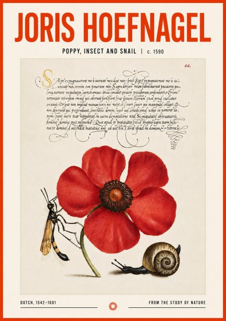 Joris Hoefnagel Poppy, Wasp & Snail No6 - Póster