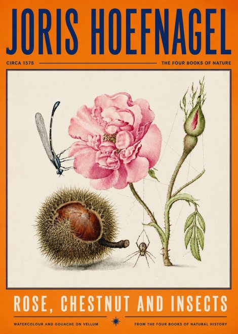 Joris Hoefnagel Rose, Chestnut and Insects No4 - Póster