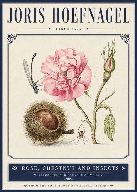 Joris Hoefnagel Rose, Chestnut and Insects No5 - Póster