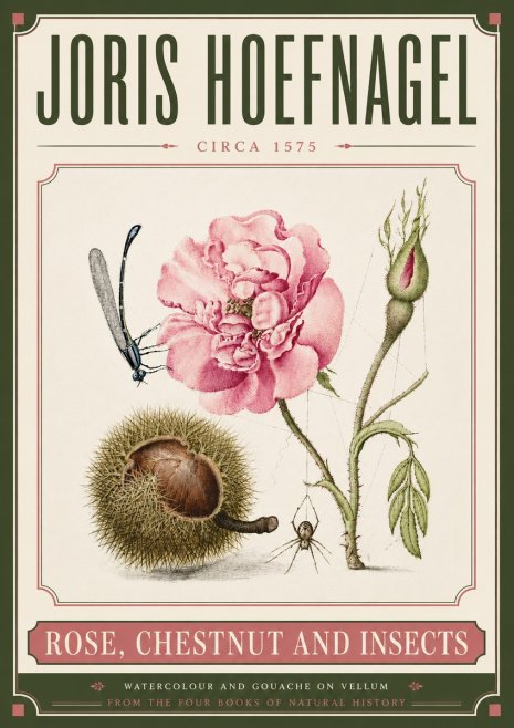 Joris Hoefnagel Rose, Chestnut and Insects No6 - Póster