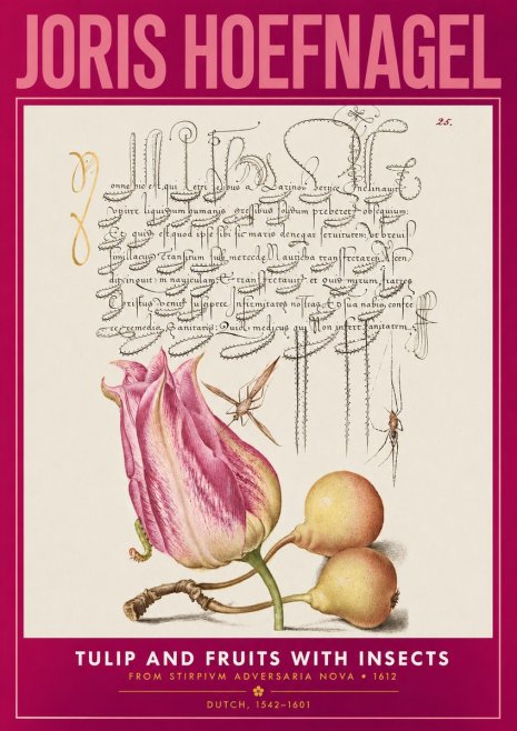 Joris Hoefnagel Tulip and Fruits with Insects No2 - Póster